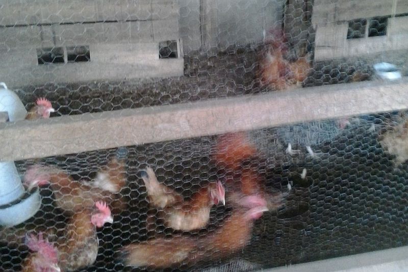chickens in a coop.