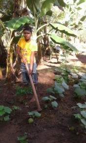 Pictures of the home gardening activities introduced during the lock down period